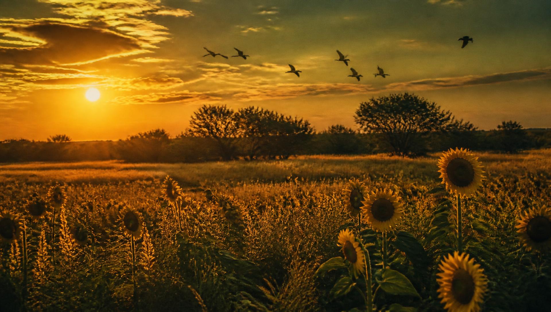 Mourning doves crossing a golden Texas sunflower field at sunset